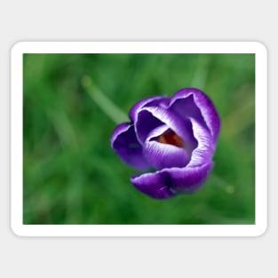 Single purple crocus Sticker